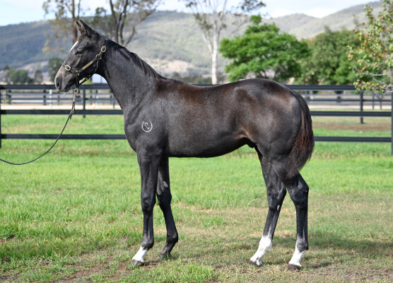 Lot 206: In the Congo / Col 'n' Lil