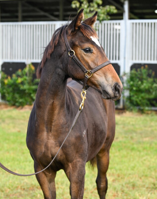 Lot 215: Farnan / Count Your Money