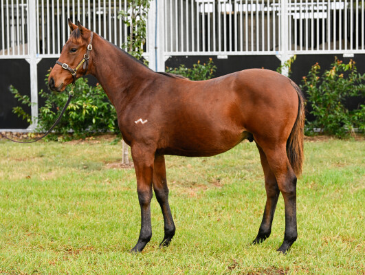 Lot 265: Pinatubo (IRE) / Forreel (NZ)