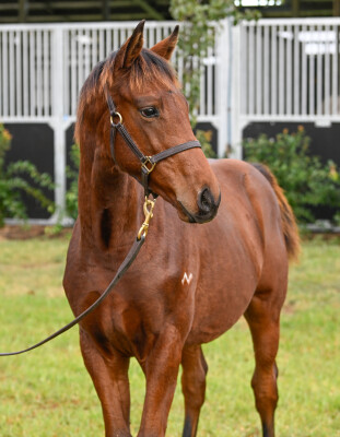 Lot 265: Pinatubo (IRE) / Forreel (NZ)