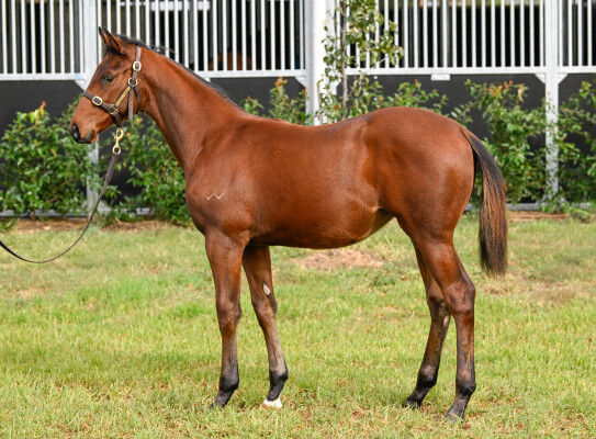 Lot 297: Shinzo / Hell's Fury