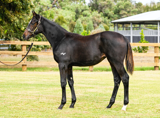 Lot 325: Shinzo / Josdesanimaux (USA)