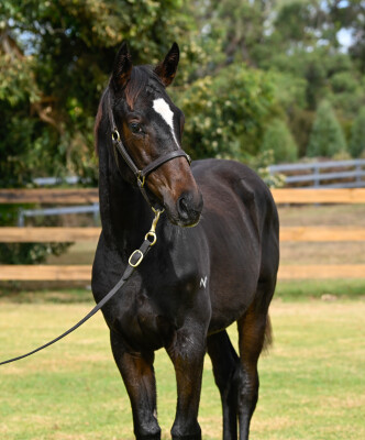 Lot 325: Shinzo / Josdesanimaux (USA)