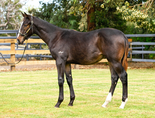Lot 341: Blue Point (IRE) / La Sevena