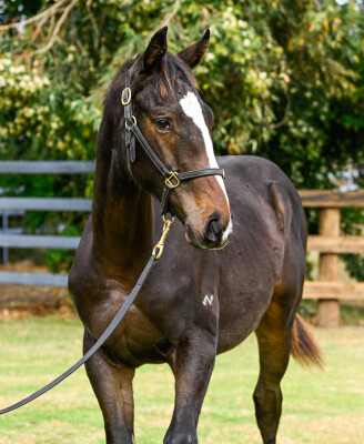 Lot 341: Blue Point (IRE) / La Sevena