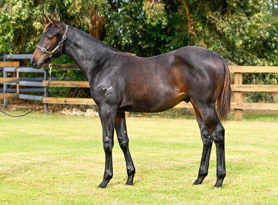 Lot 407: Ozzmosis / Mrs Orb (USA)