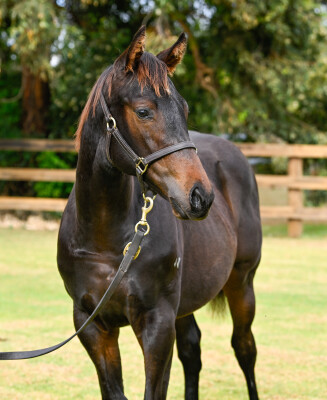 Lot 407: Ozzmosis / Mrs Orb (USA)