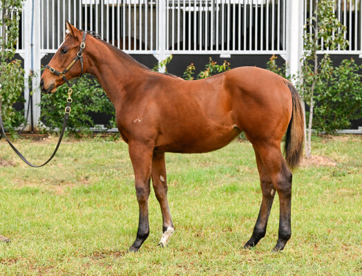 Lot 424: I Am Invincible / Noor Sahara (IRE)