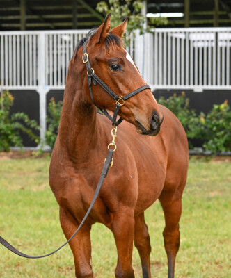 Lot 424: I Am Invincible / Noor Sahara (IRE)