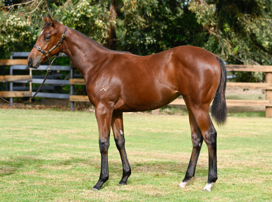 Lot 444: Ozzmosis / Pacific Girl