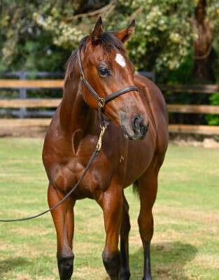 Lot 444: Ozzmosis / Pacific Girl