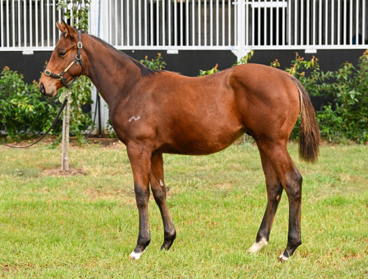 Lot 449: Zoustar / Pasar Gold