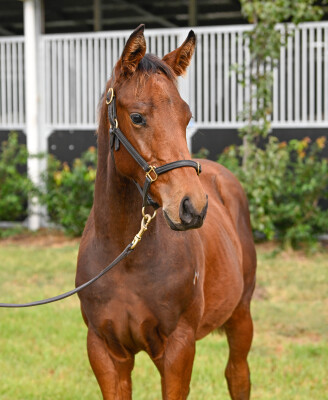 Lot 449: Zoustar / Pasar Gold
