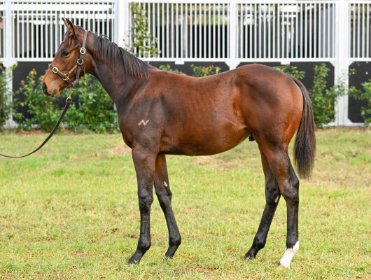 Lot 467: Tassort / Prospect Park