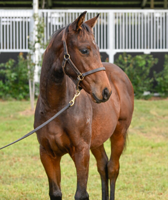 Lot 467: Tassort / Prospect Park