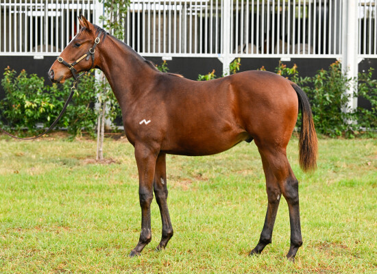 Lot 471: King's Gambit / Purr Itty Kitty