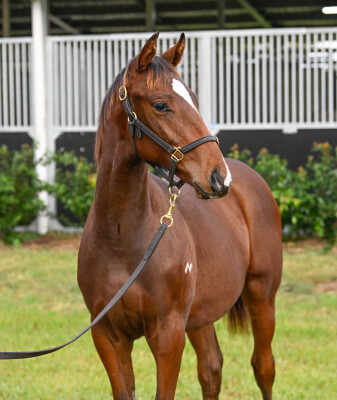 Lot 471: King's Gambit / Purr Itty Kitty