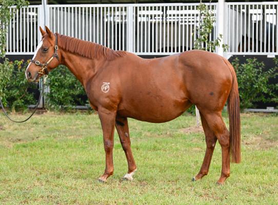 Lot 62: Foxwedge / Pink Siris