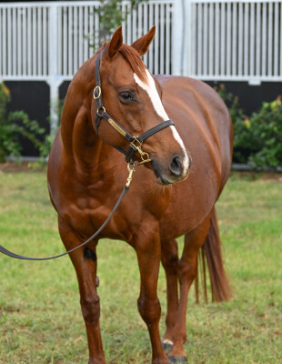 Lot 62: Foxwedge / Pink Siris