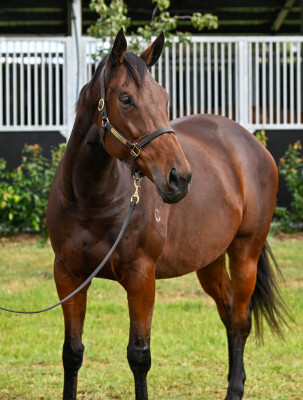 Lot 65: Fastnet Rock / Sacred Eye