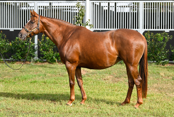 Lot 103: Dariyan (FR) / Bal de la Rose (IRE)