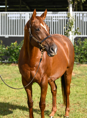 Lot 103: Dariyan (FR) / Bal de la Rose (IRE)