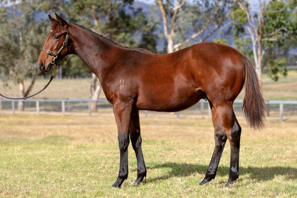 Lot 16: Brutal (NZ) / Sharpest