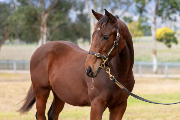 Lot 16: Brutal (NZ) / Sharpest