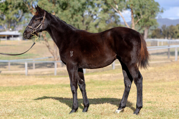 Lot 24: Capitalist / Sinaia (NZ)