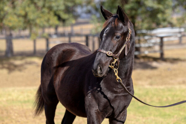 Lot 24: Capitalist / Sinaia (NZ)