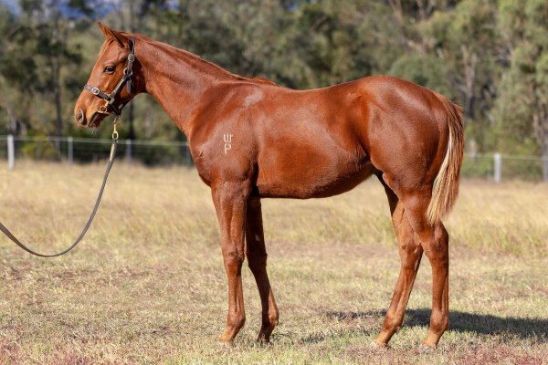 Lot 89: Capitalist / Tivaan Warrior (NZ)