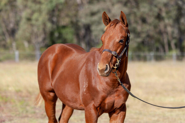 Lot 89: Capitalist / Tivaan Warrior (NZ)