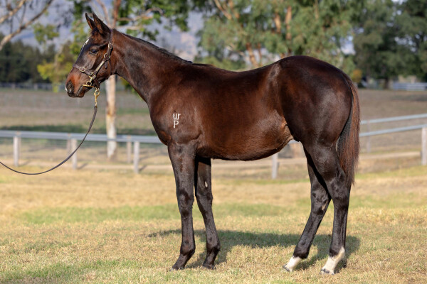 Lot 187: Tassort / Bridget Wenlock