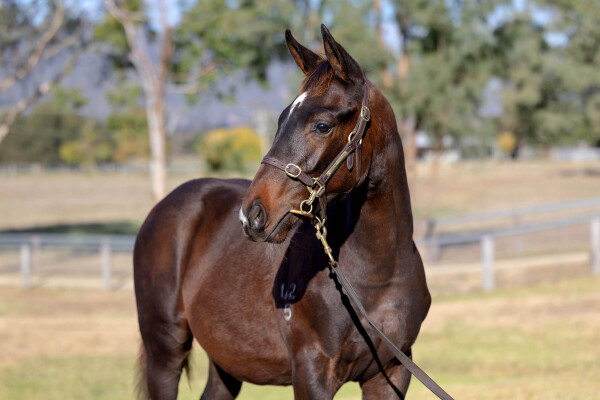 Lot 187: Tassort / Bridget Wenlock