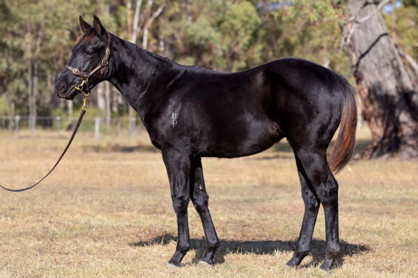 Lot 274: Capitalist / Gemini Miss