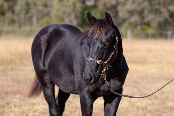Lot 274: Capitalist / Gemini Miss