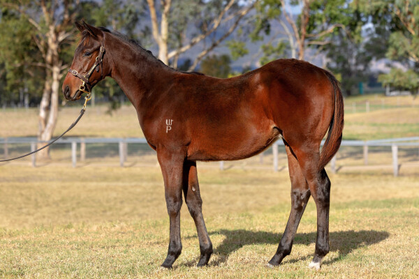 Lot 488: Exceedance / Reply Churlish (NZ)