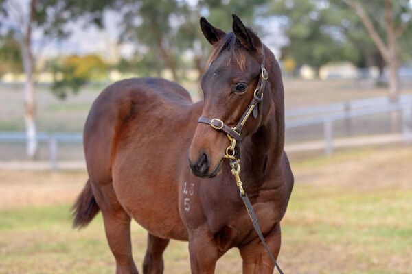 Lot 488: Exceedance / Reply Churlish (NZ)