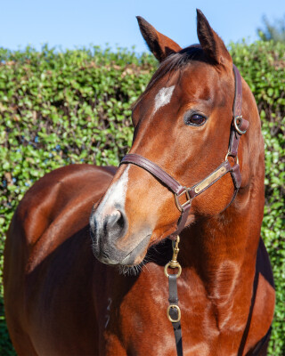 Lot 8: Toronado (IRE) / Isola Blu