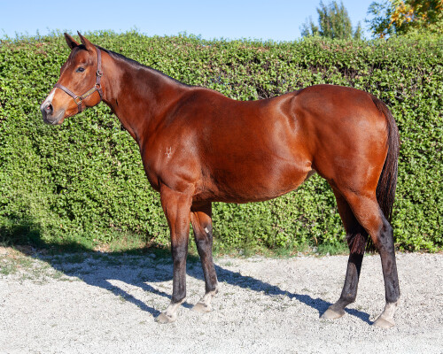 Lot 8: Toronado (IRE) / Isola Blu