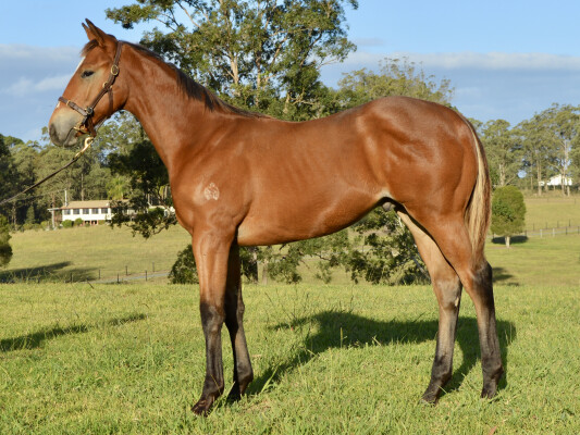 Lot 26: King's Legacy / Sista Act