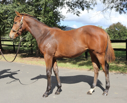 Lot 3: Home Affairs / Sahra