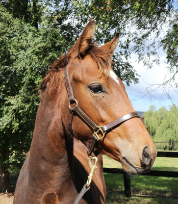 Lot 3: Home Affairs / Sahra