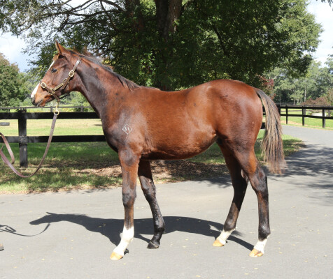 Lot 50: Toronado (IRE) / Starscent