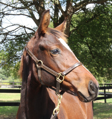 Lot 50: Toronado (IRE) / Starscent