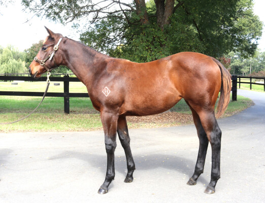 Lot 67: Tassort / Tantalus (NZ)