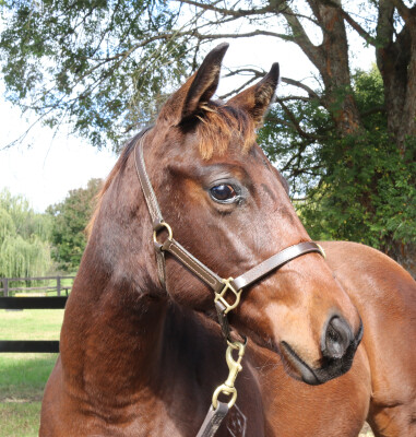 Lot 67: Tassort / Tantalus (NZ)