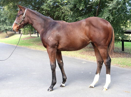 Lot 112: Jacquinot / Waltz