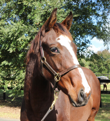 Lot 112: Jacquinot / Waltz