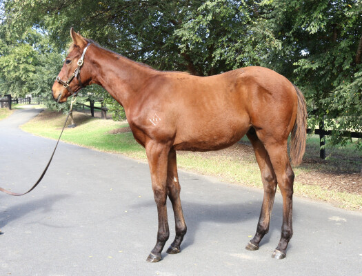 Lot 125: Farnan / Xanadu (NZ)